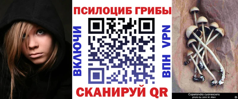 наркотики  Киренск  Галлюциногенные грибы Cubensis 